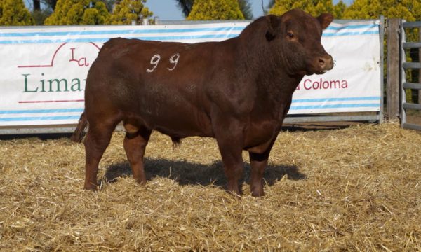 CORRAL 17 - N. 99
