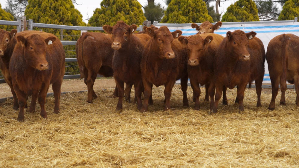 CORRAL 02 – 10 VAQUILLONAS