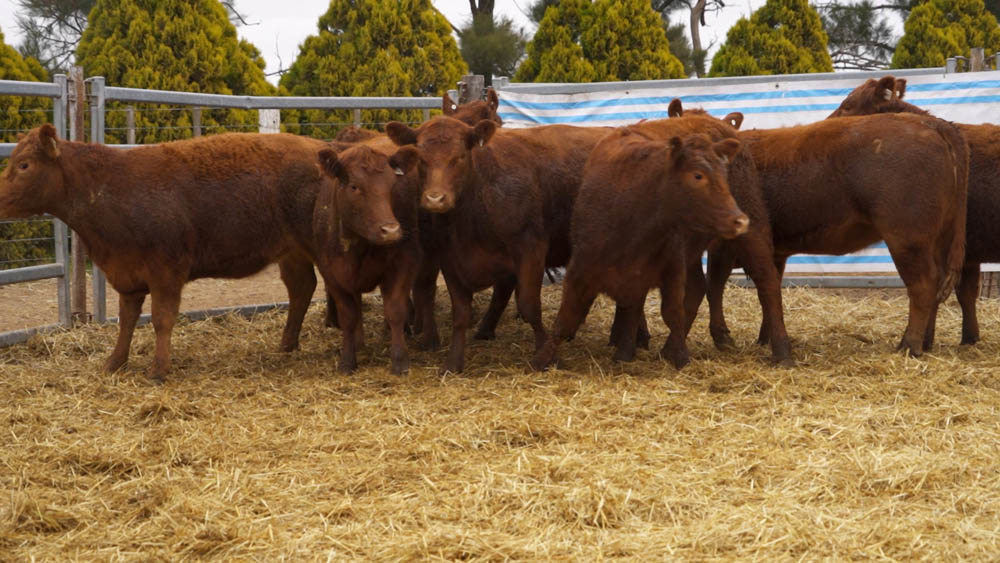 CORRAL 07 – 10 VAQUILLONAS