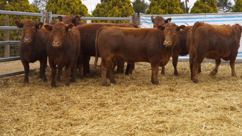 CORRAL 08 – 10 VAQUILLONAS