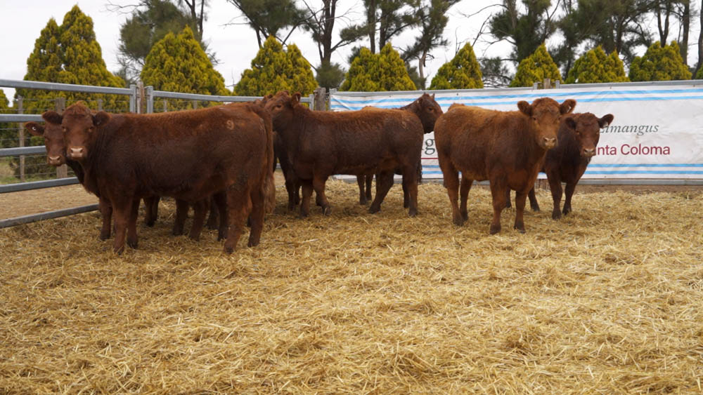 CORRAL 09 – 10 VAQUILLONAS