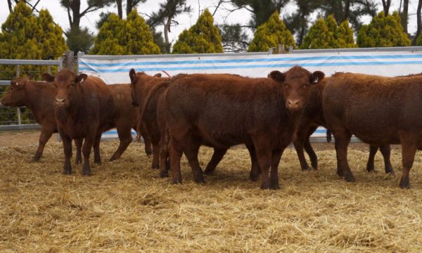 CORRAL 11 - 10 VAQUILLONAS