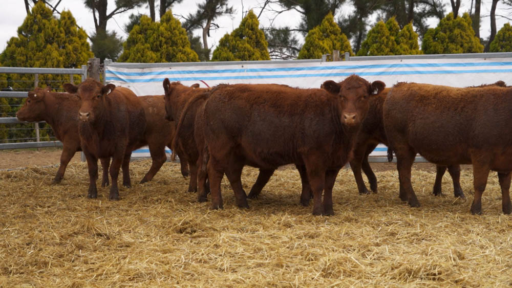 CORRAL 11 – 10 VAQUILLONAS