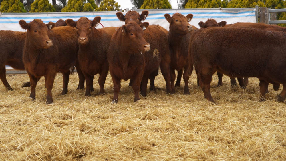 CORRAL 12 – 10 VAQUILLONAS