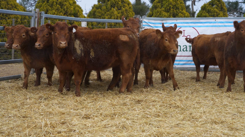CORRAL 13 – 10 VAQUILLONAS