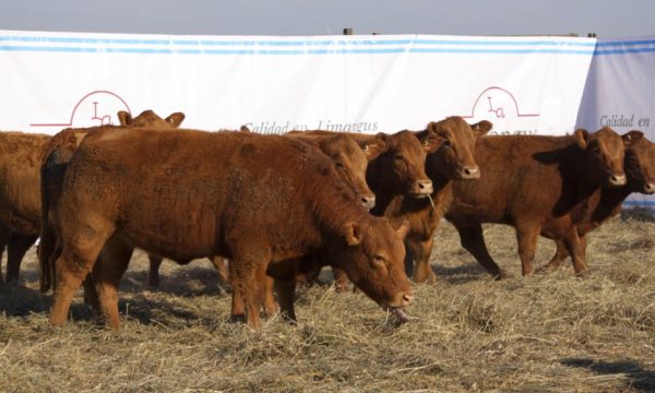 CORRAL 25 - 11 VAQUILLONAS (INMUNIZADAS )