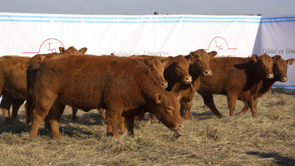 CORRAL 25 – 11 VAQUILLONAS (INMUNIZADAS )