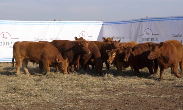 CORRAL 27 - 11 VAQUILLONAS (INMUNIZADAS )