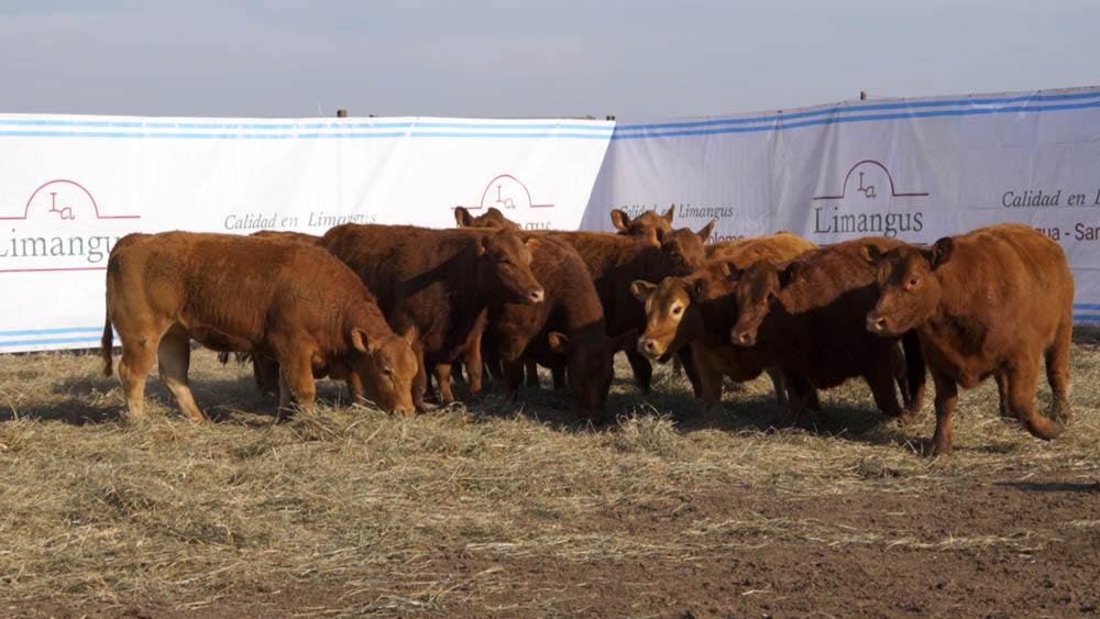 CORRAL 27 – 11 VAQUILLONAS (INMUNIZADAS )